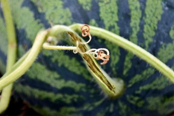 Split watermelon stem