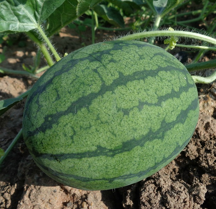 There is contrast between the stripes with a ripe watermelon