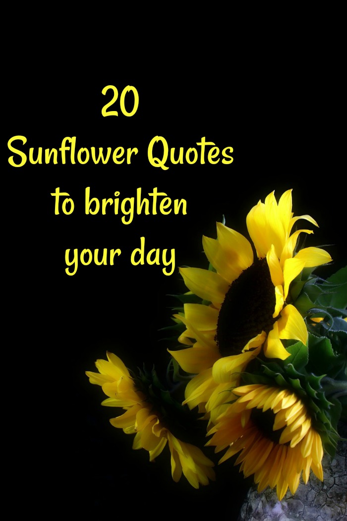20 Sunflower Quotes to Brighten Your Day