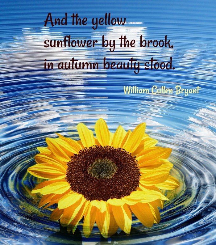 Autumn sunflower quote