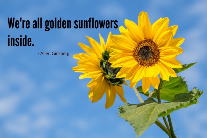 Golden sunflowers graphic