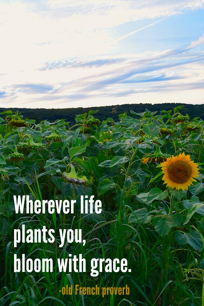 Wherever life plants you quote