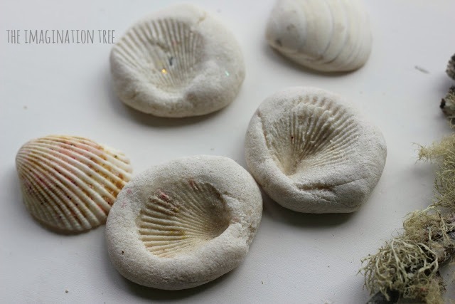 Shell imprint fossils