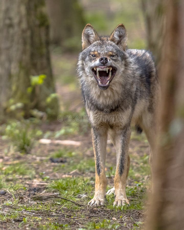 Agressive European grey Wolf. (Canis lupus) growling from behand tree as warning of defense. Vicious teeth are shown to scare off the attacker stock photos
