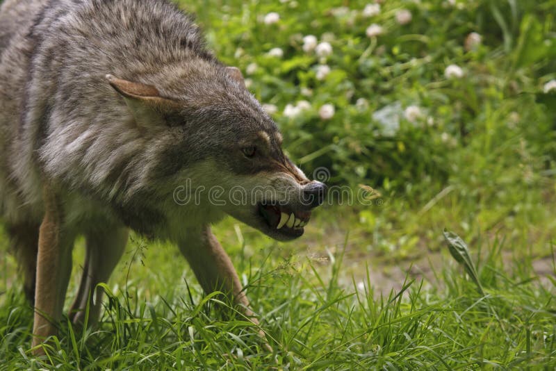 Angry wolf. Showing his teeth stock photo