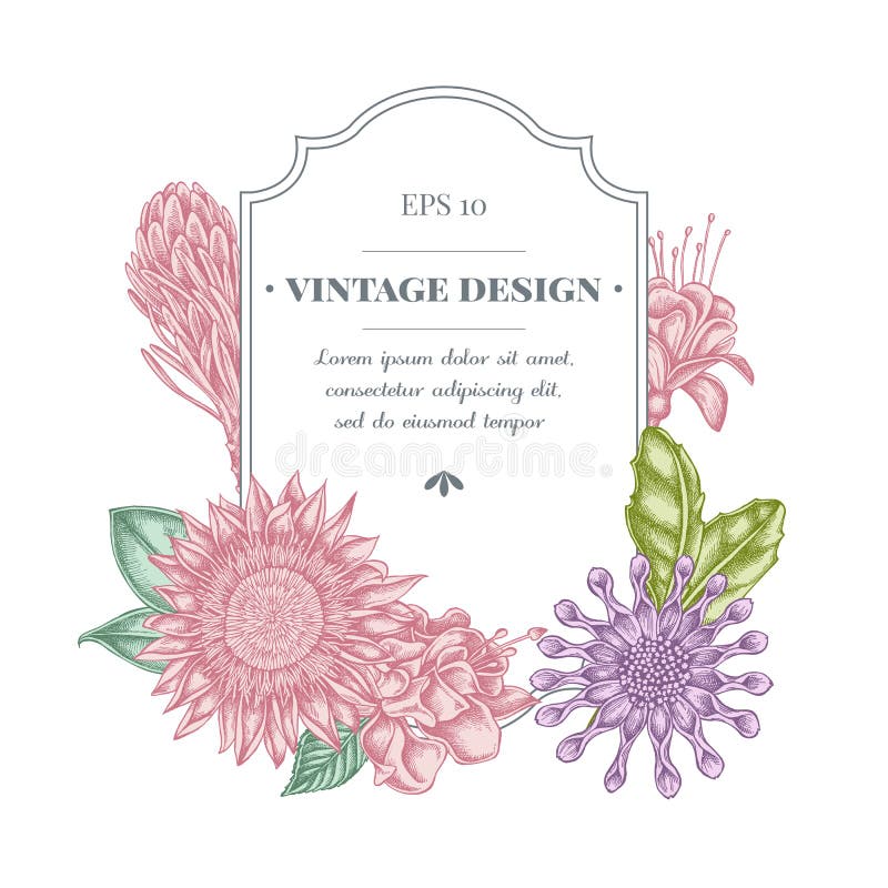Badge design with pastel african daisies, fuchsia, king protea vector illustration