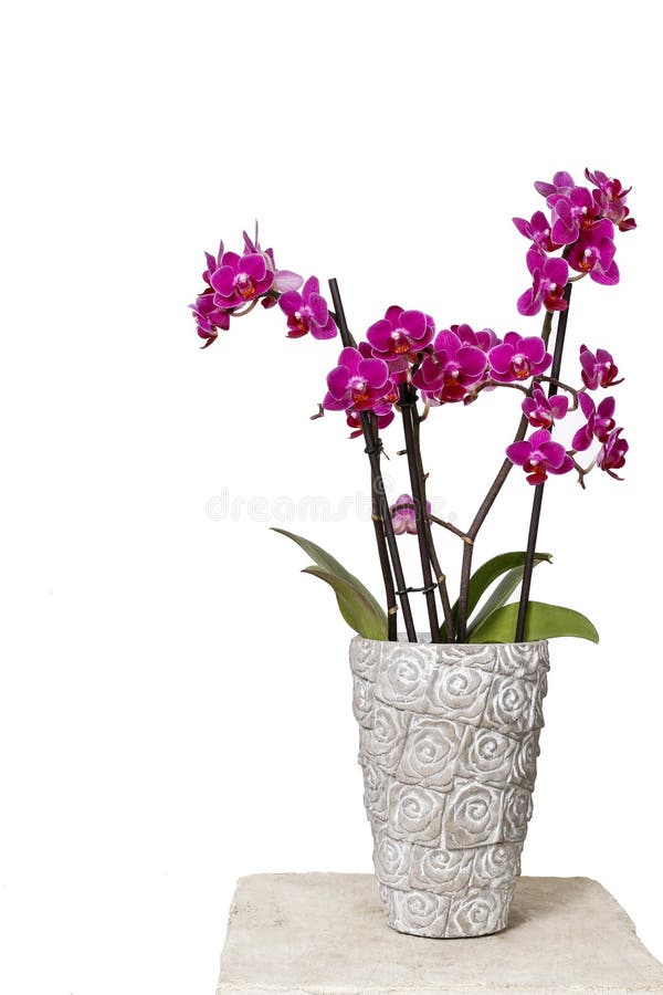 Beautiful pink orchid flowers in ceramic pot. royalty free stock photography