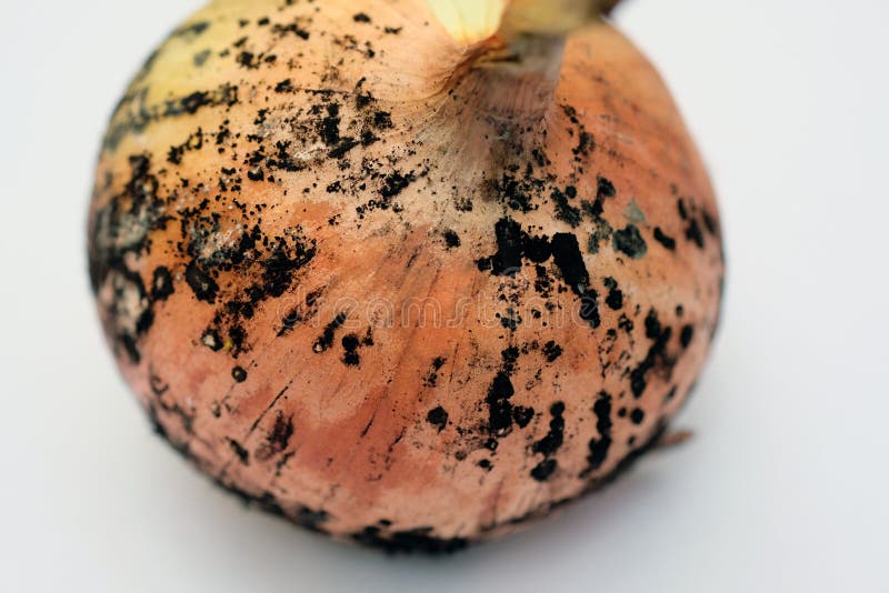 Black mold onions. Onion head with golden husk and mold on top. fungal disease on vegetables stock images
