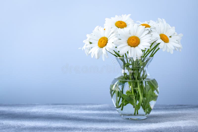 Bouquet of daisies in a glass vase on blue background. Empty place for text. Floral gift card with chamomile. Copy space, mockup. royalty free stock photo