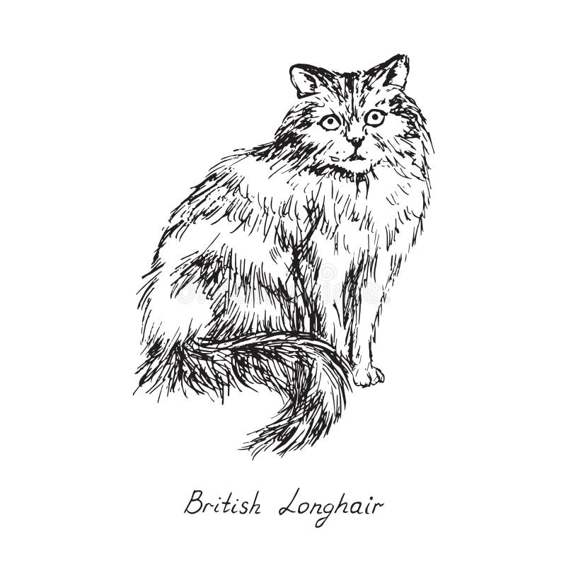 British longhair, cat breeds illustration with inscription, hand drawn doodle, sketch, black and white vector. British longhair, cat breeds illustration with stock photography