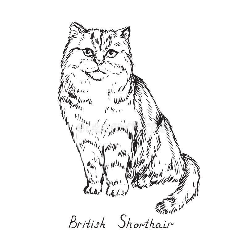 British shorthair, cat breeds illustration with inscription, hand drawn doodle, sketch, black and white vector. British shorthair, cat breeds illustration with royalty free stock photography