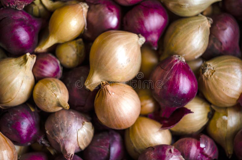Bunch of onions in the vegetable section of shop or at home in the pantry. Golden heads of raw uncleaned bulbs in yellow, red and. Purple dry husks from a stock photo