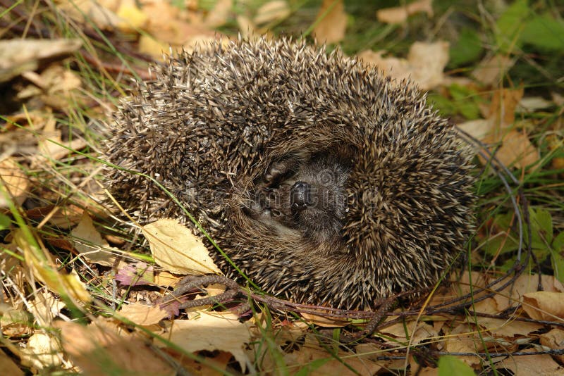 A close up of common hedgehog Erinaceus europaeus, curled up into a ball. A hedgehog, lying on the side stock photos