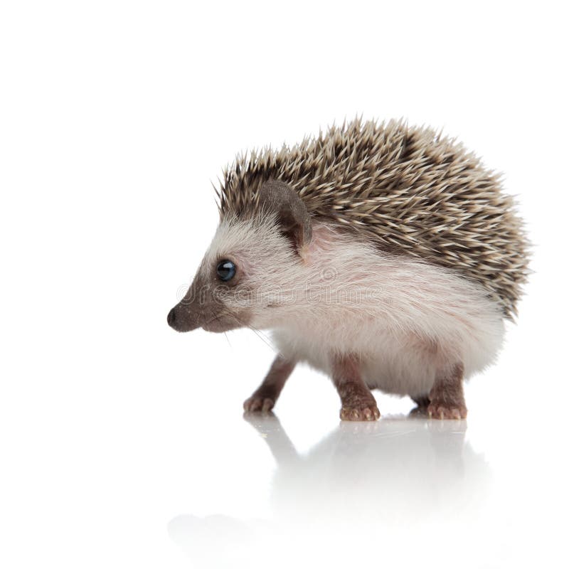 Cute african hedgehog looking to side and exploring royalty free stock photos