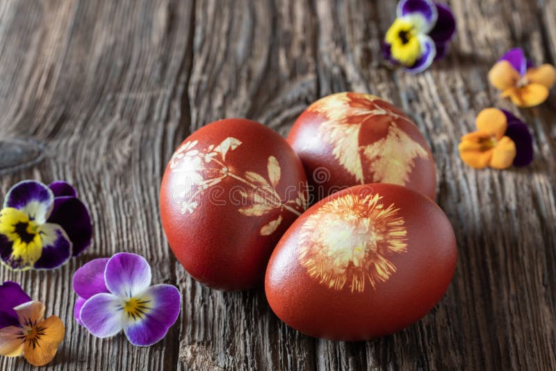 Easter eggs dyed with onion peels with a pattern of herbs. Easter eggs dyed with onion peels with a pattern of fresh herbs with colorful pansy flowers royalty free stock photo