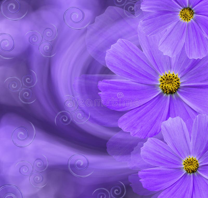 Floral purple beautiful background. Flower composition. Postcard with violet flowers of daisies on a purple background. Nature royalty free stock images