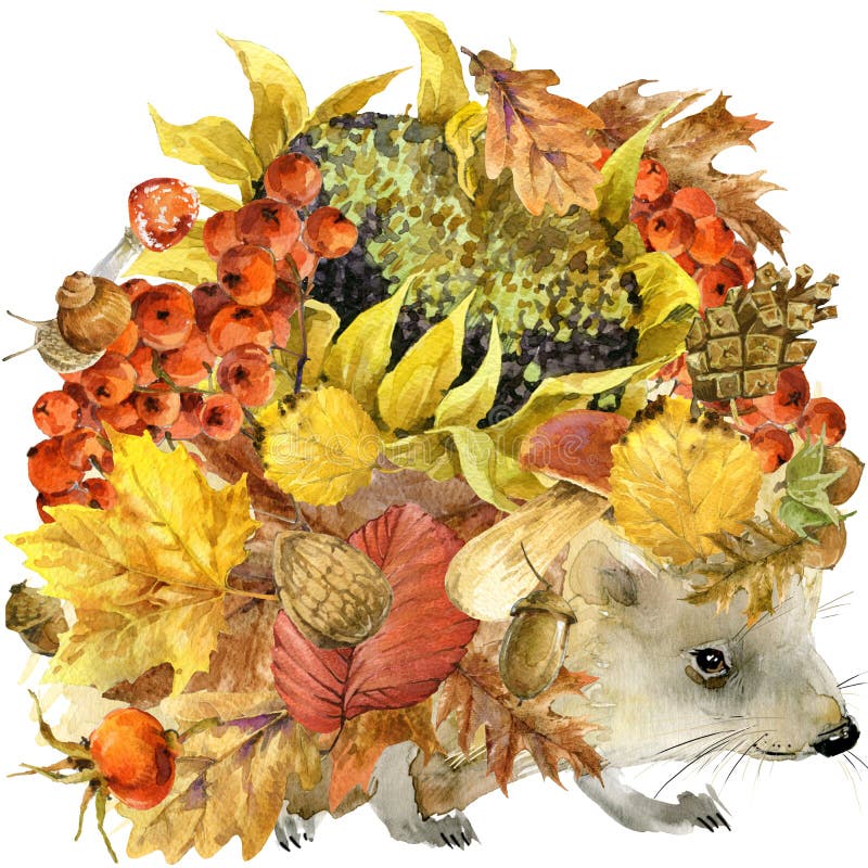 Forest animal hedgehog, Autumn nature colorful leaves background , fruit, berries, mushrooms, yellow leaves, rose hips on black ba. Ckground. watercolor vector illustration