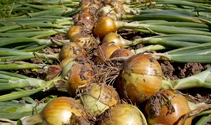 Freshly picked onions. Closeup of freshly picked onions on ground in a garden royalty free stock images