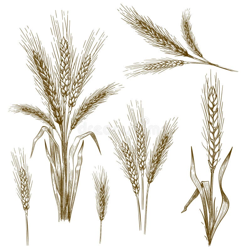Hand drawn wheat ear. Sketch grain, wheat spikes and bakery grains vector illustration set stock illustration