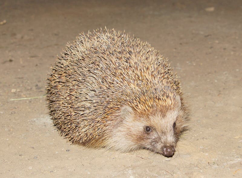 Hedgehog close to the side of the night flash of the paws runs nose eyes ears stock photos