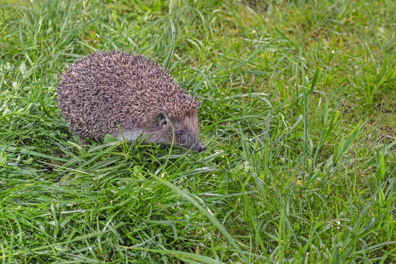 Hedgehog on the green grass, side view royalty free stock photography