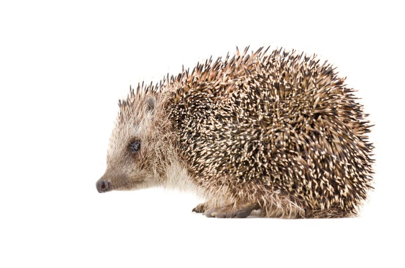 Hedgehog, side view royalty free stock image