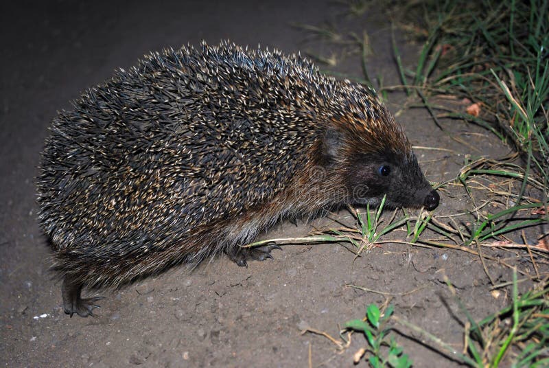 Hedgehog walking in the dark, side view, blurry green grass and gray soil stock image