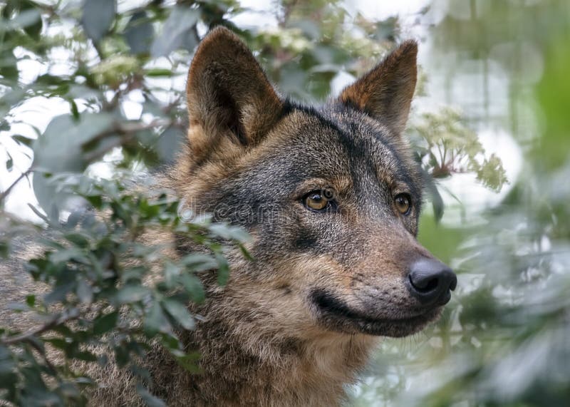Iberian wolf. The wolf Canis lupus is a member of the mammalian order known as Carnivora stock image
