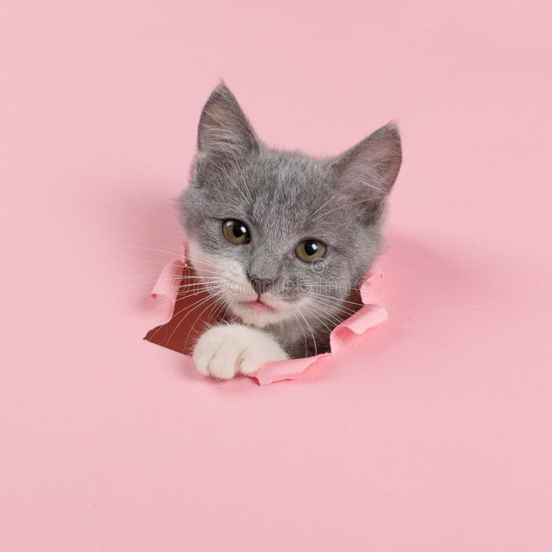 The kitten is looking through torn hole in pink paper. Playful mood kitty. Unusual concept, copy space. The kitten looking through torn hole in pink paper royalty free stock photography