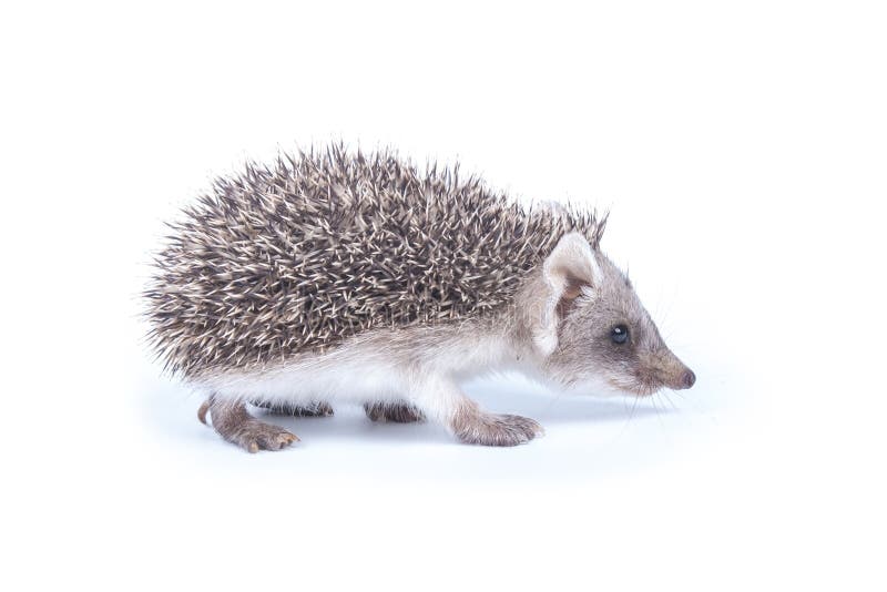 Little hedgehog stock photos