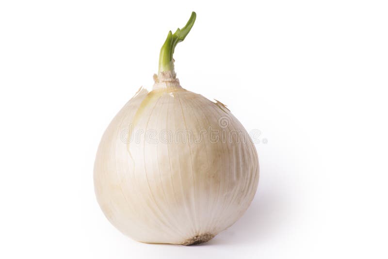 Natural, fresh onion. Onion with a green onion stalk. isolated on white background royalty free stock image
