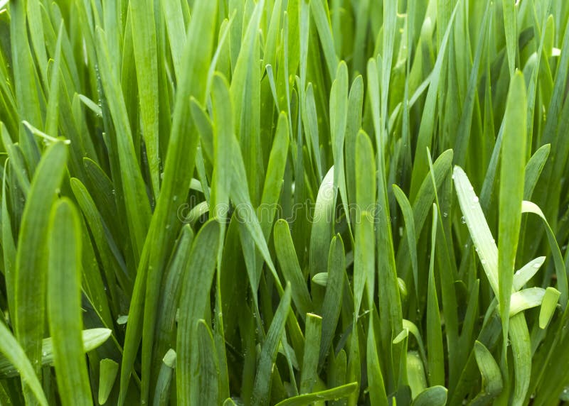 Natural green background of Sisaket onion growing in the garden.  royalty free stock photo