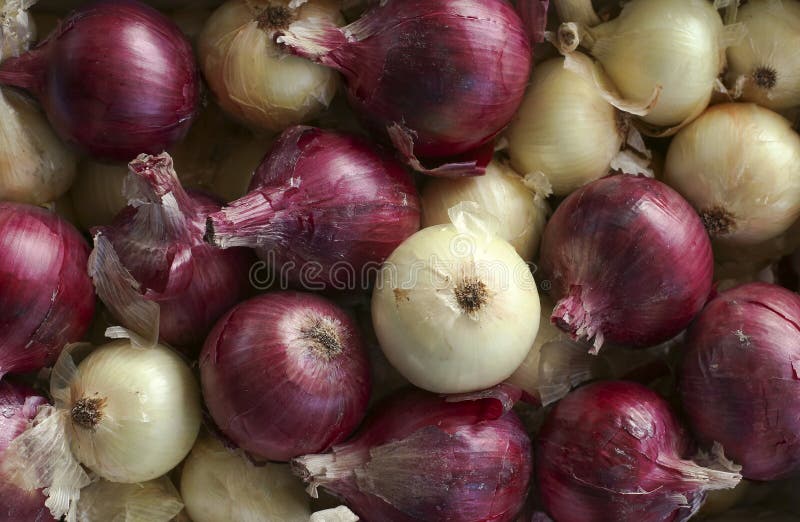 Onions. Tasty red and white sweet onions right from the farm royalty free stock image