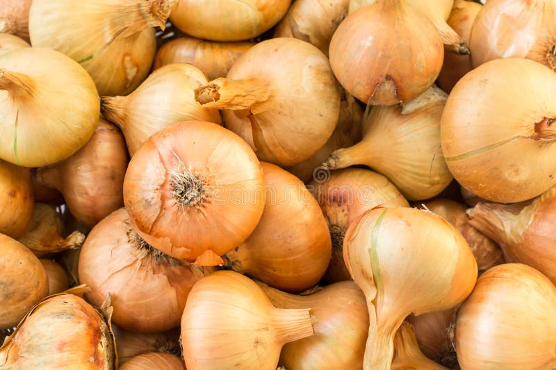 Onions. A group of white onions stock photography