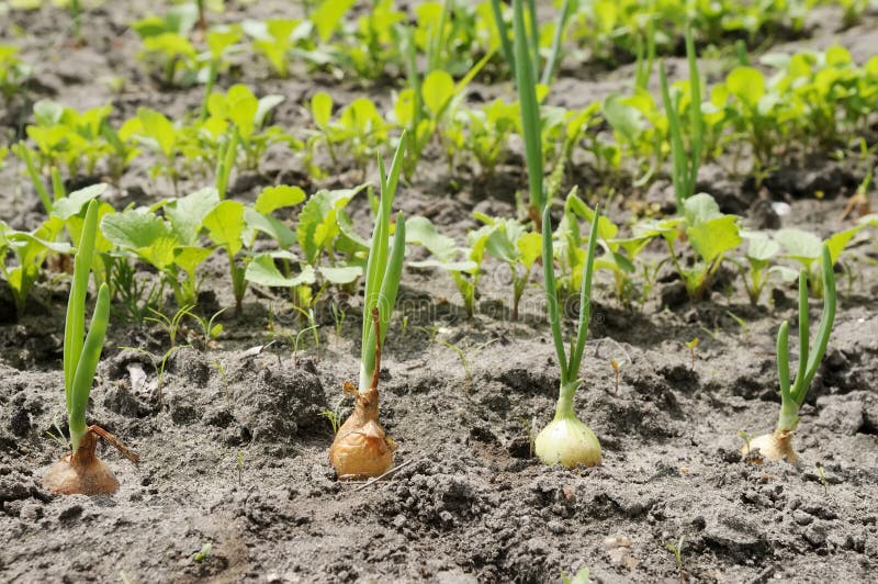Onions. Growing in vegetable patch royalty free stock photography