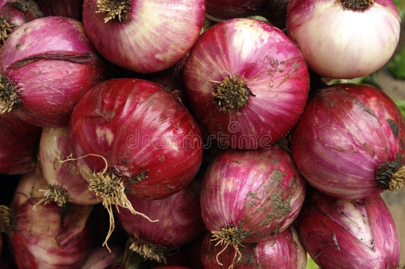 Organic onions. Fresh organic red onions with dirt stock images