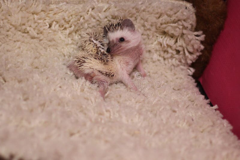 Person african pygmy hedgehog laying on his side on a white carpet royalty free stock images