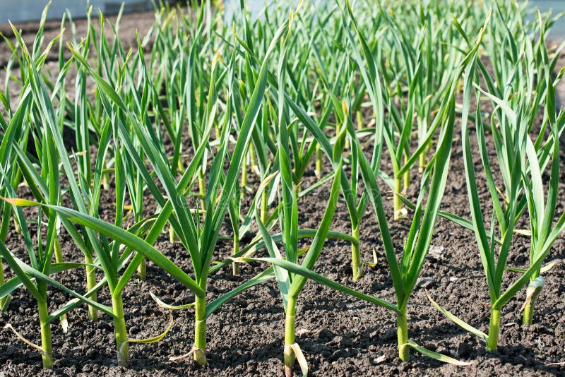Plant onions. In the ground royalty free stock photos