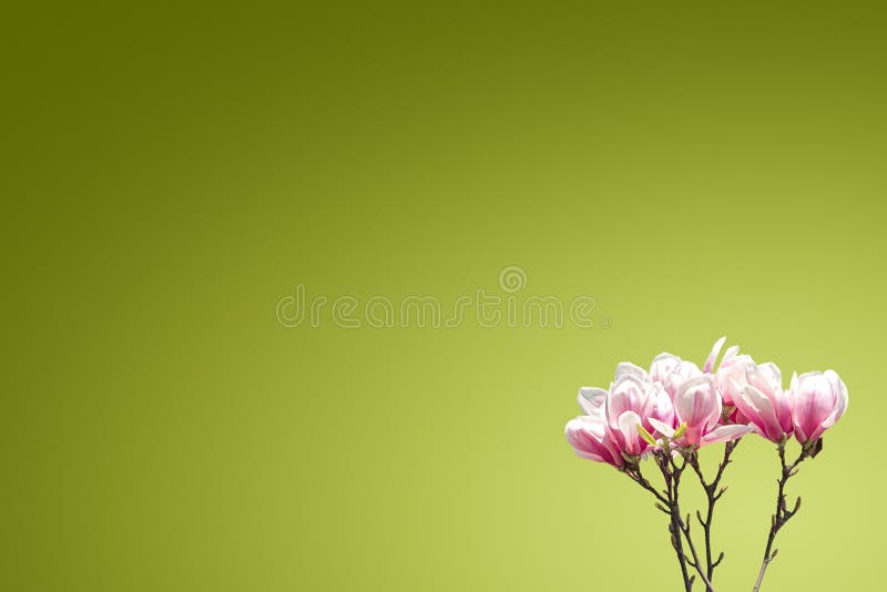 Postcard with blossoming flowers of Chinese magnolia tree at early Spring at green gradient background and copy space, details,. Postcard with blossoming flowers stock images