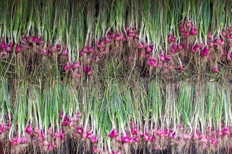 Purple onion pattern hanging lined background. Purple onion pattern hanging lined for background. Nature background stock photo
