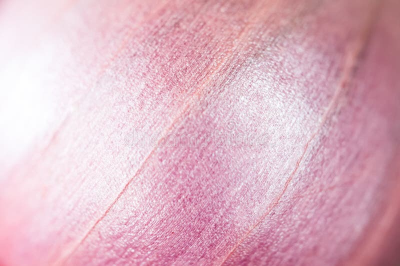 Red onion Background. Nature pattern and texture close up shot. Red onion texture. Nature background and pattern close up shot stock image