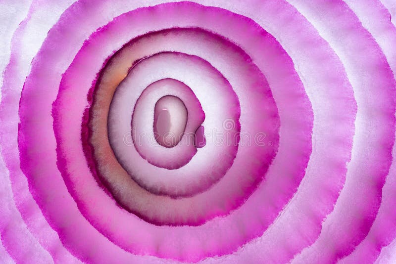 Red onion slice pattern like concentric rings. Red onion slice surface looks like biologic cells,concentric rings pattern or flower stock images
