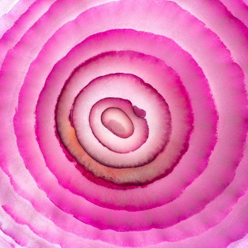 Red onion slice pattern like concentric rings. Red onion slice surface looks like biologic cells,concentric rings pattern or flower,square format royalty free stock photos