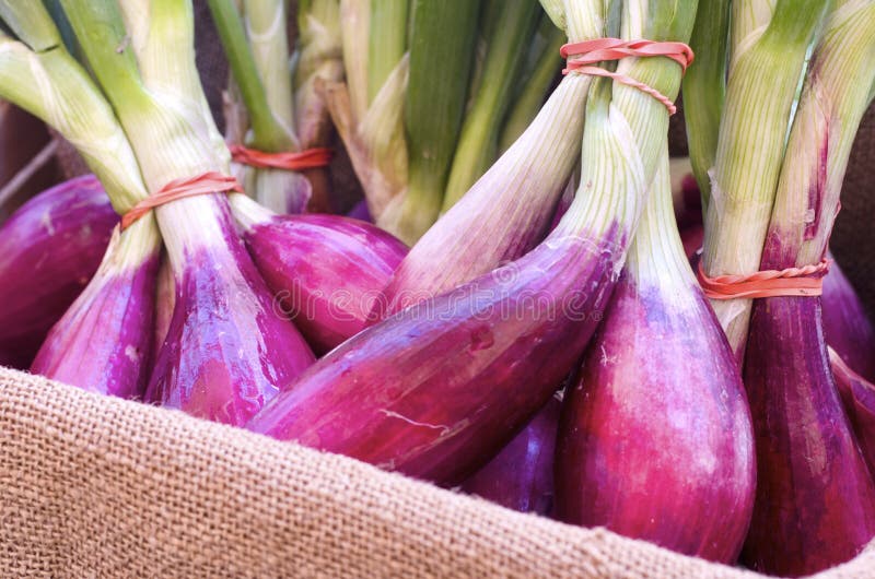 Red Onions. Bunches of red onions for sale in the outdoor market royalty free stock photos