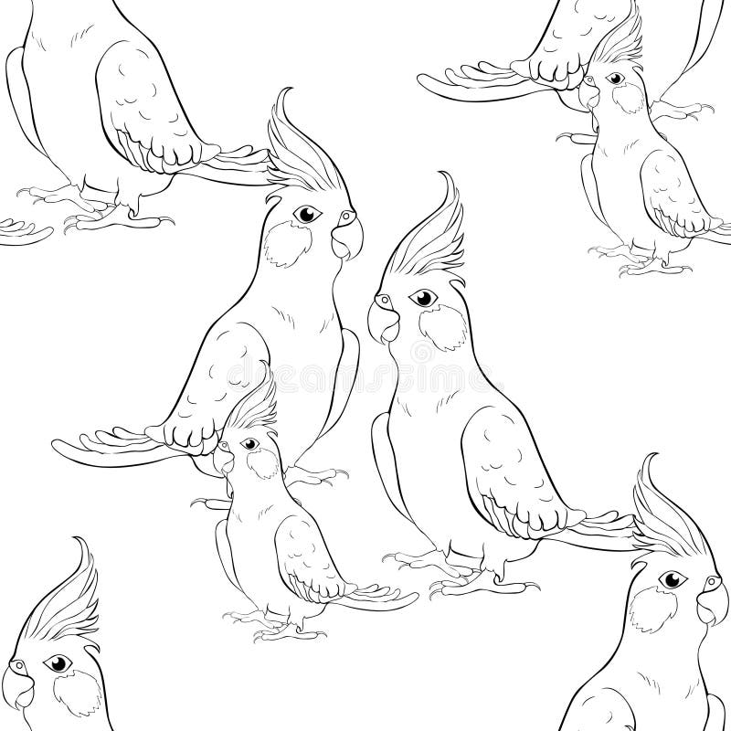 Seamless pattern coloring Corella nymph parrot cockatoo family. Vector illustration royalty free illustration