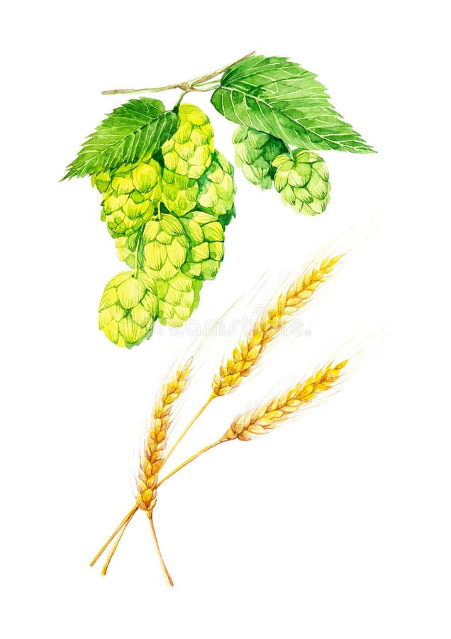Set of branches of green hops and spikelets of wheat. Watercolor illustration isolated on white background vector illustration