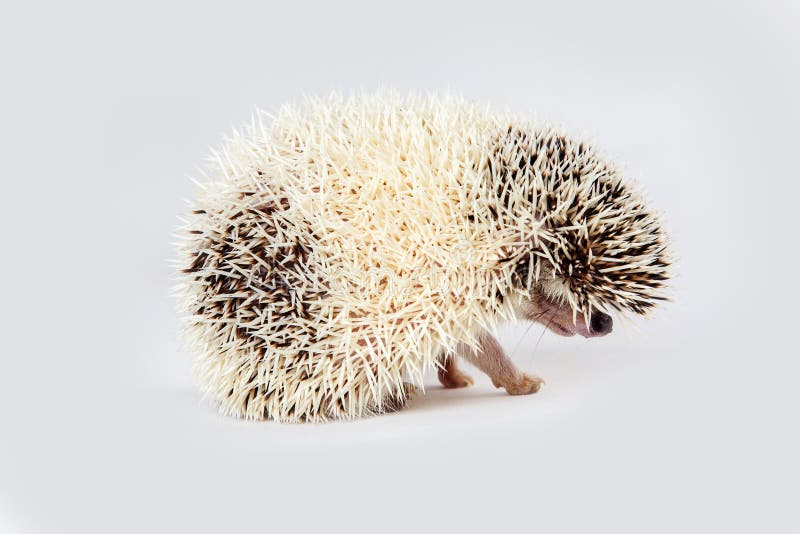 Side View of Hedgehog stock photography