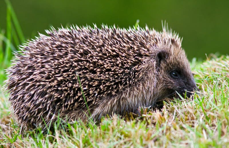 Side view of a hedgehog on a lawn stock image