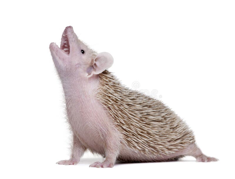 Side view of Lesser Hedgehog Tenrec with mouth open stock photo
