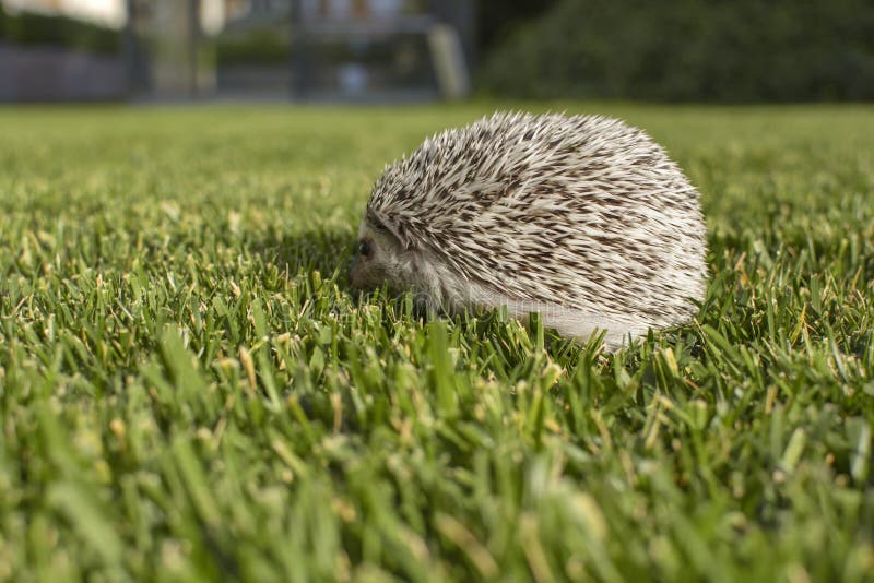 Side of west european hedgehog Erinaceus europaeus on a green meadow royalty free stock photography